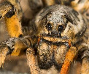 Puzzle Ένα tarantula, μια μεγάλη αράχνη με τα μακριά πόδια γεμάτη τρίχες